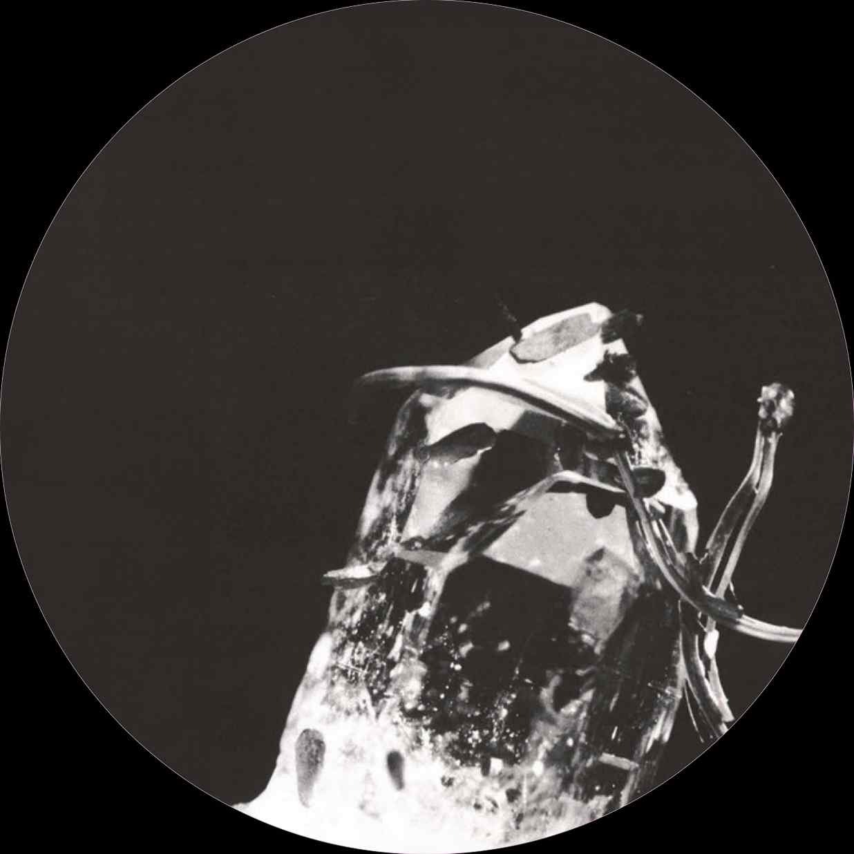 Black Merlin - Image 3